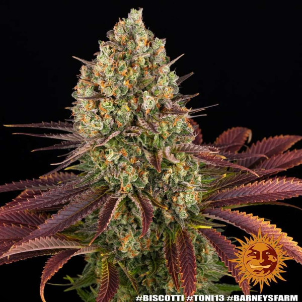 Biscotti - BARNEY'S FARM | TanieSianie.pl