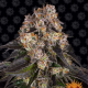 Girl Scout Cookies - BARNEY'S FARM | TanieSianie.pl