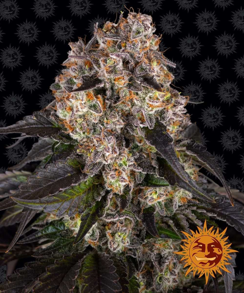 Girl Scout Cookies - BARNEY'S FARM | TanieSianie.pl