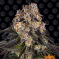 Girl Scout Cookies - BARNEY'S FARM