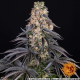 Girl Scout Cookies - BARNEY'S FARM | TanieSianie.pl