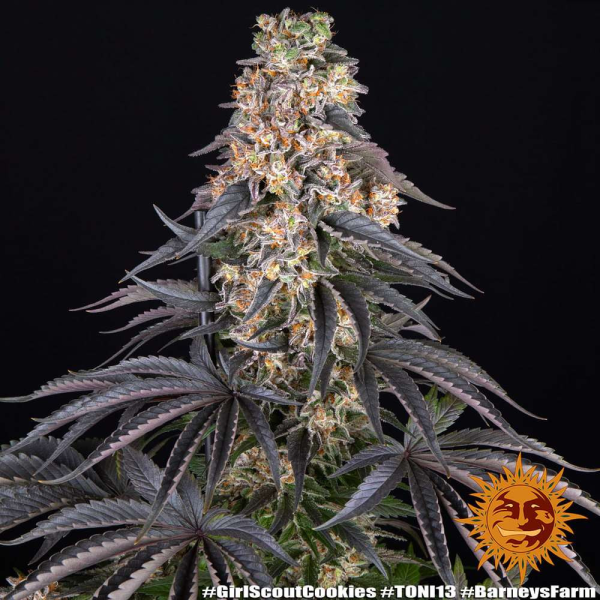 Girl Scout Cookies - BARNEY'S FARM | TanieSianie.pl