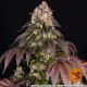 Girl Scout Cookies - BARNEY'S FARM | TanieSianie.pl
