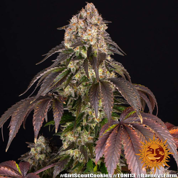 Girl Scout Cookies - BARNEY'S FARM | TanieSianie.pl