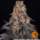 Girl Scout Cookies - BARNEY'S FARM | TanieSianie.pl