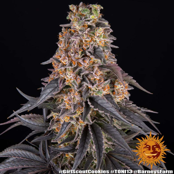 Girl Scout Cookies - BARNEY'S FARM | TanieSianie.pl