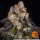 Girl Scout Cookies - BARNEY'S FARM | TanieSianie.pl