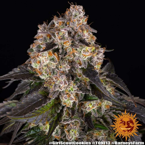 Girl Scout Cookies - BARNEY'S FARM | TanieSianie.pl
