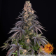 Girl Scout Cookies - BARNEY'S FARM | TanieSianie.pl