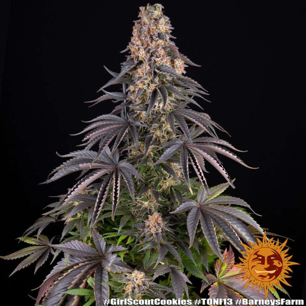 Girl Scout Cookies - BARNEY'S FARM | TanieSianie.pl