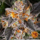 Girl Scout Cookies - BARNEY'S FARM | TanieSianie.pl