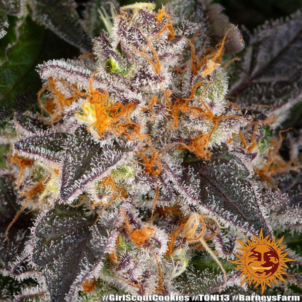 Girl Scout Cookies - BARNEY'S FARM | TanieSianie.pl