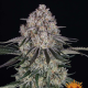 Sour Diesel Auto - BARNEY'S FARM | TanieSianie.pl