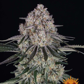 Sour Diesel Auto - BARNEY'S FARM | TanieSianie.pl