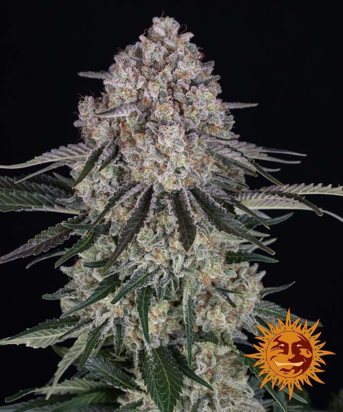 Sour Diesel Auto - BARNEY'S FARM | TanieSianie.pl