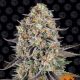 Sour Strawberry - BARNEY'S FARM | TanieSianie.pl