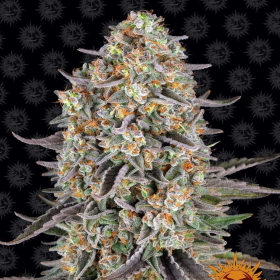 Sour Strawberry - BARNEY'S FARM | TanieSianie.pl