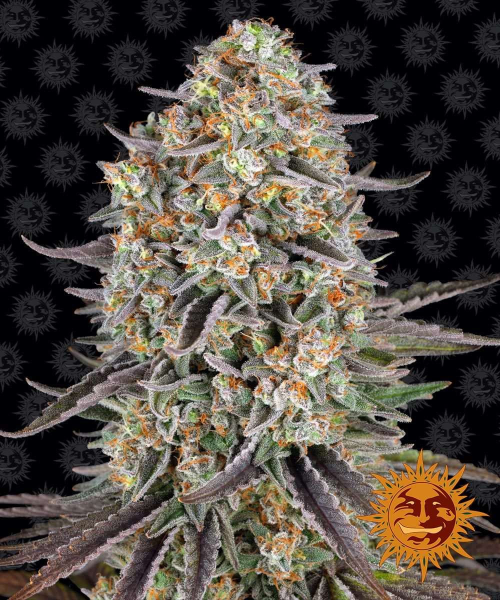 Sour Strawberry - BARNEY'S FARM | TanieSianie.pl