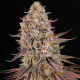 Sour Strawberry - BARNEY'S FARM | TanieSianie.pl