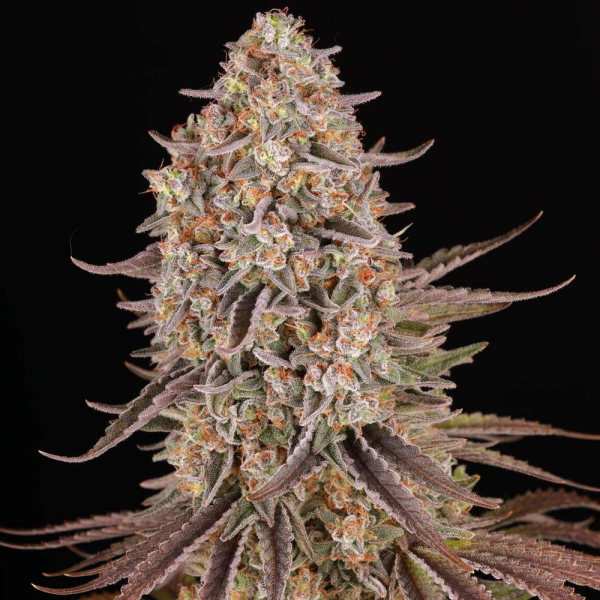 Sour Strawberry - BARNEY'S FARM | TanieSianie.pl
