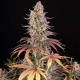 Sour Strawberry - BARNEY'S FARM | TanieSianie.pl