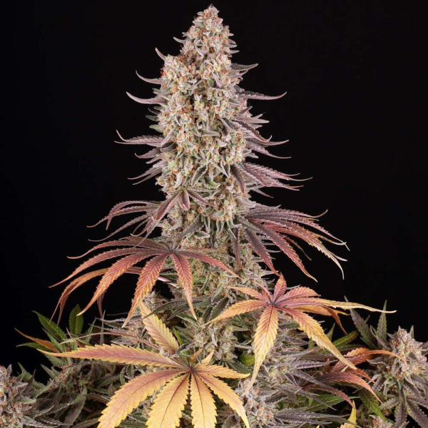 Sour Strawberry - BARNEY'S FARM | TanieSianie.pl