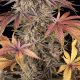 Sour Strawberry - BARNEY'S FARM | TanieSianie.pl