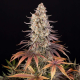 Sour Strawberry - BARNEY'S FARM | TanieSianie.pl