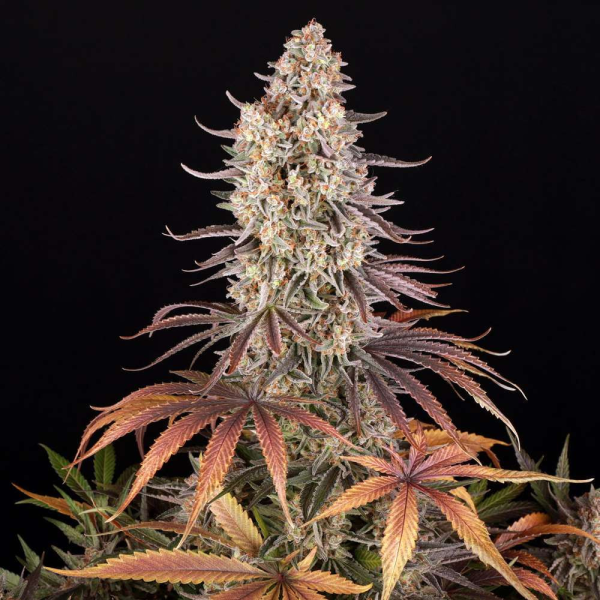 Sour Strawberry - BARNEY'S FARM | TanieSianie.pl