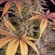 Sour Strawberry - BARNEY'S FARM | TanieSianie.pl