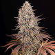 Sour Strawberry - BARNEY'S FARM | TanieSianie.pl