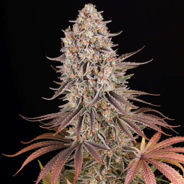 Sour Strawberry - BARNEY'S FARM | TanieSianie.pl