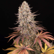 Sour Strawberry - BARNEY'S FARM | TanieSianie.pl
