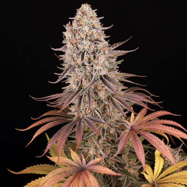 Sour Strawberry - BARNEY'S FARM | TanieSianie.pl