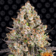 OG Kush - BARNEY'S FARM | TanieSianie.pl