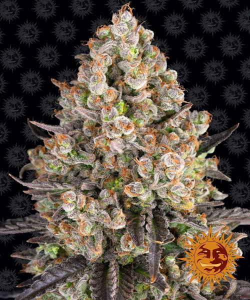 OG Kush - BARNEY'S FARM | TanieSianie.pl