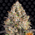 OG Kush - BARNEY'S FARM