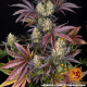 OG Kush - BARNEY'S FARM | TanieSianie.pl
