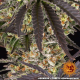 OG Kush - BARNEY'S FARM | TanieSianie.pl