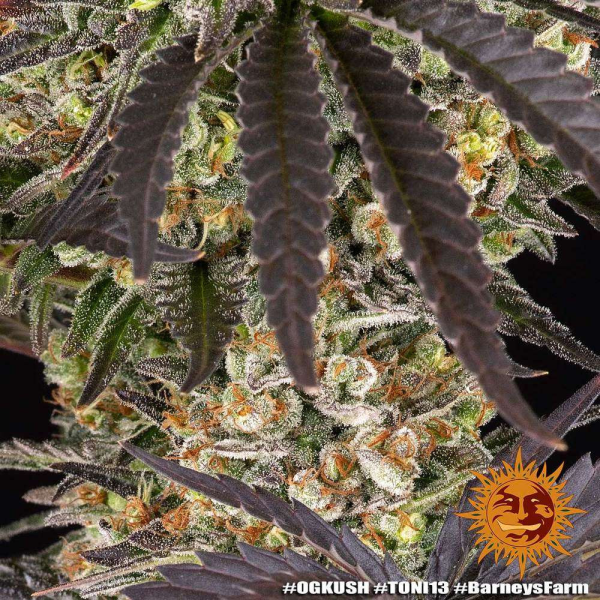 OG Kush - BARNEY'S FARM | TanieSianie.pl