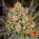OG Kush - BARNEY'S FARM | TanieSianie.pl