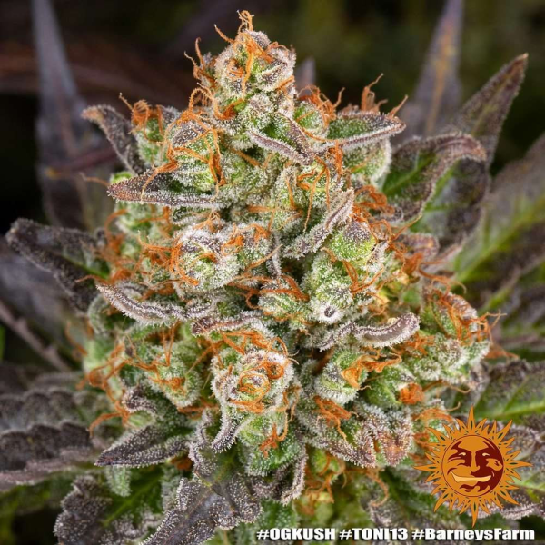 OG Kush - BARNEY'S FARM | TanieSianie.pl