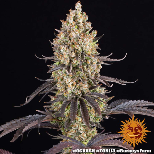 OG Kush - BARNEY'S FARM | TanieSianie.pl