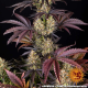 OG Kush - BARNEY'S FARM | TanieSianie.pl