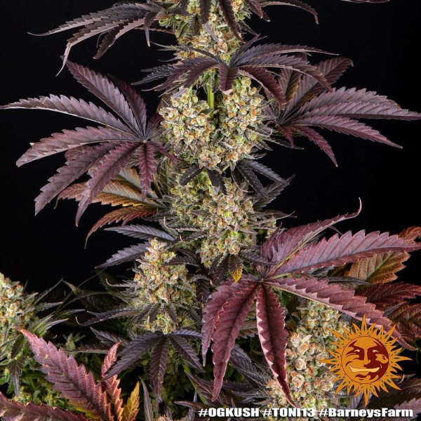 OG Kush - BARNEY'S FARM | TanieSianie.pl