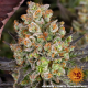 OG Kush - BARNEY'S FARM | TanieSianie.pl