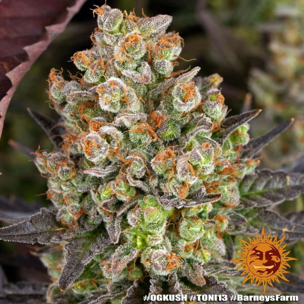 OG Kush - BARNEY'S FARM | TanieSianie.pl