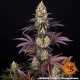 OG Kush - BARNEY'S FARM | TanieSianie.pl