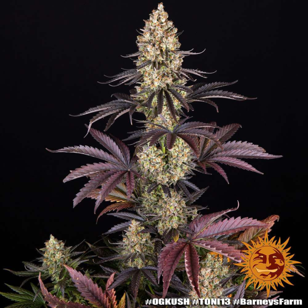 OG Kush - BARNEY'S FARM | TanieSianie.pl