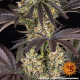 OG Kush - BARNEY'S FARM | TanieSianie.pl